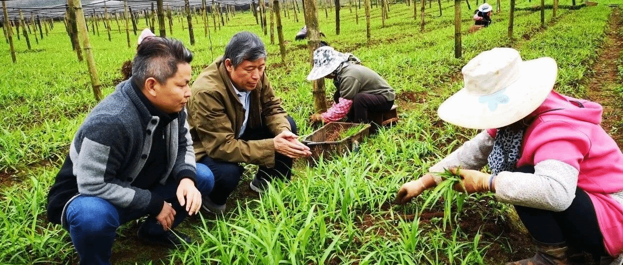 王喆之的“藥材人生”:把論文寫在祖國大地上